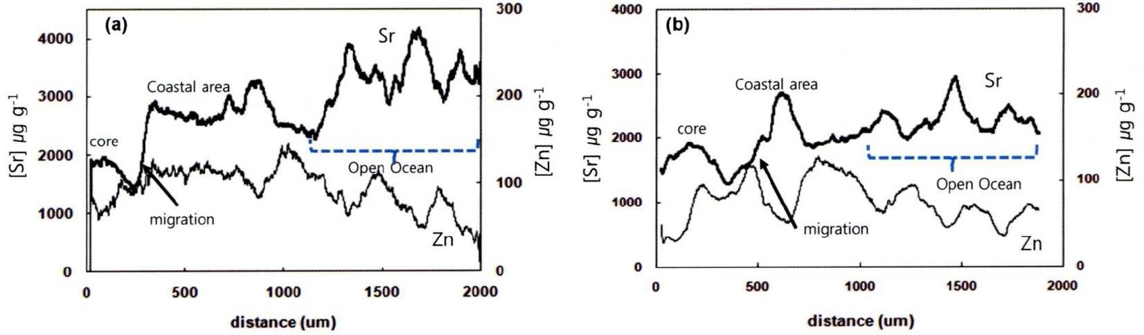 Combined photographic view of annual rings in otolith with line scan image from Japanese chum salmon. Small box contains the profiles of Sr (top) and Zn (bottom) concentrations scanned from nucleus to edge. Four yearly oscillations in strontium concentration matched with annuli in otolith photo