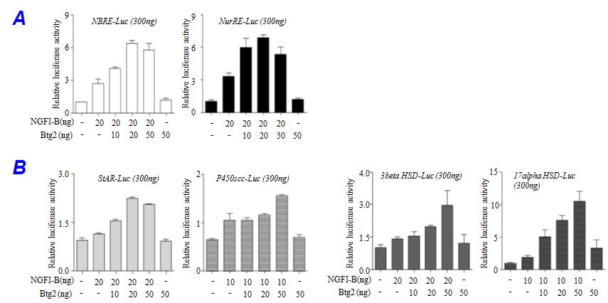 Btg2유전자는 NGFI-B전사조절인자의 co-factor 역할
