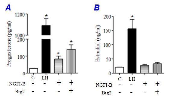 Btg2유전자는 NGFI-B전사조절인자의 co-factor 역할