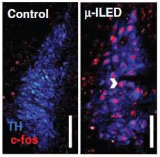 채널 로돕신 단백질2(ChR2) 단백질이 도입된 쥐의 광자극에 대한 반응