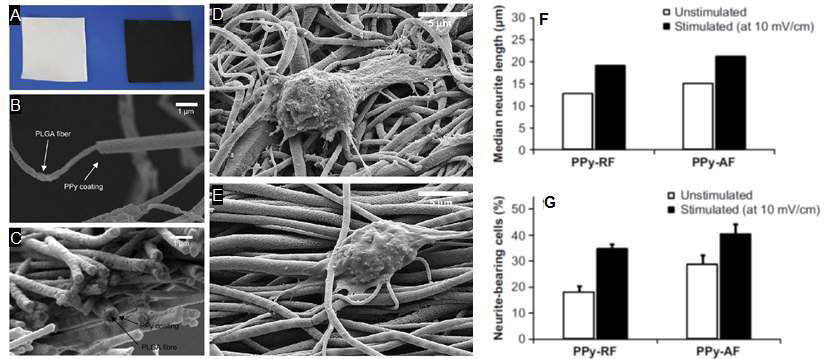 전기전도성 나노 섬유 스캐폴드 (PPy-coated PLGA)와 신경세포의 전기 자극 연구