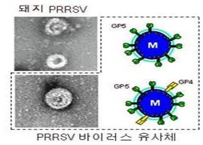 돼지 PRRSV의 구조단백질 재조합을 통한 바이러스 유사체 제작