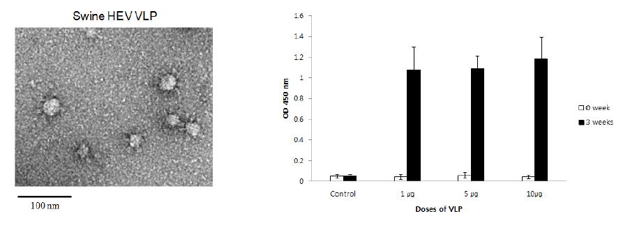 HEV VLP 제작 및 항체형성 효능 평가
