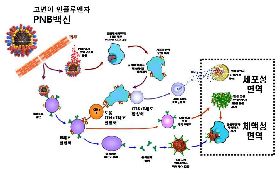 고변이 인플루엔자 PNB백신의 면역반응 유발 기작