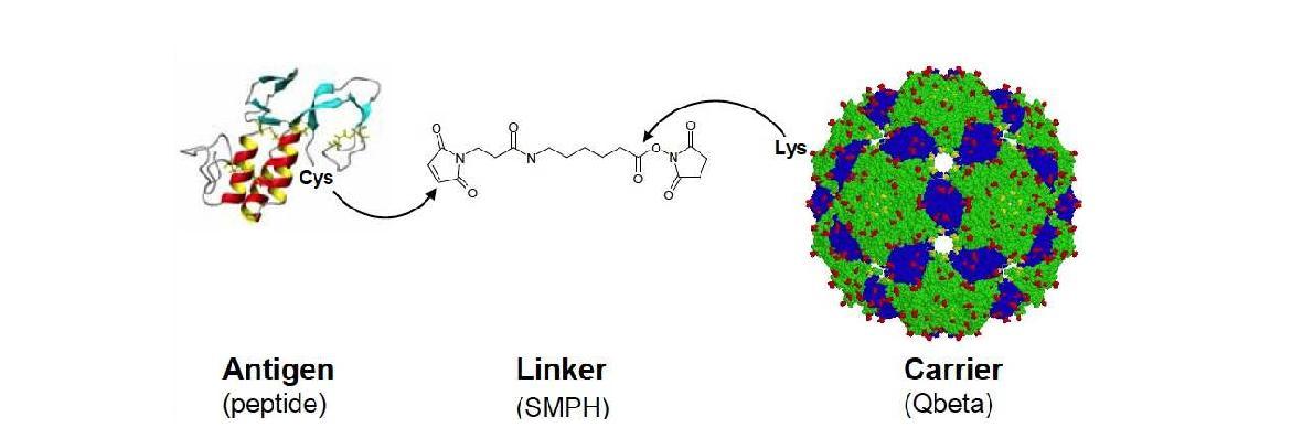 Virus-like particle(VLP)