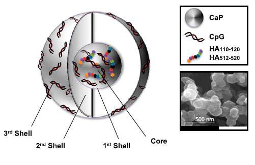 Calcium Phosphate(CaP)와 TLR 리간드 CpG로 이루어진 3개의 층을 가진 CaP 나노파티클 구조 디자인