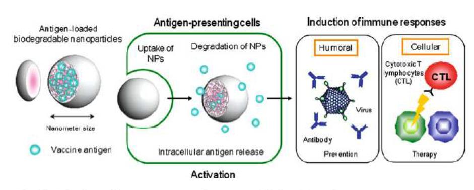 나노 파티클에 기반한 백신에 의한 면역 반응 유도
