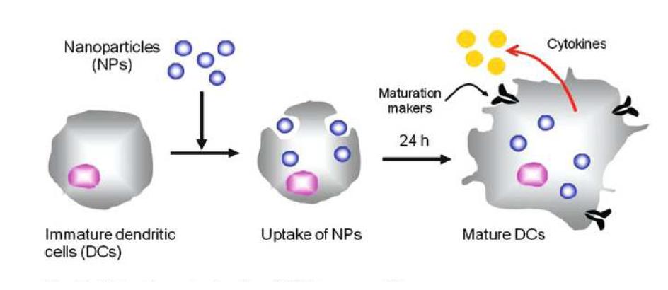 나노 파티클에 의한 Dendritic cell의 maturation과 activation