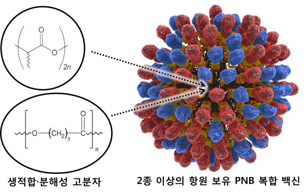 인플루엔자 바이러스 백신용 PNB 제조