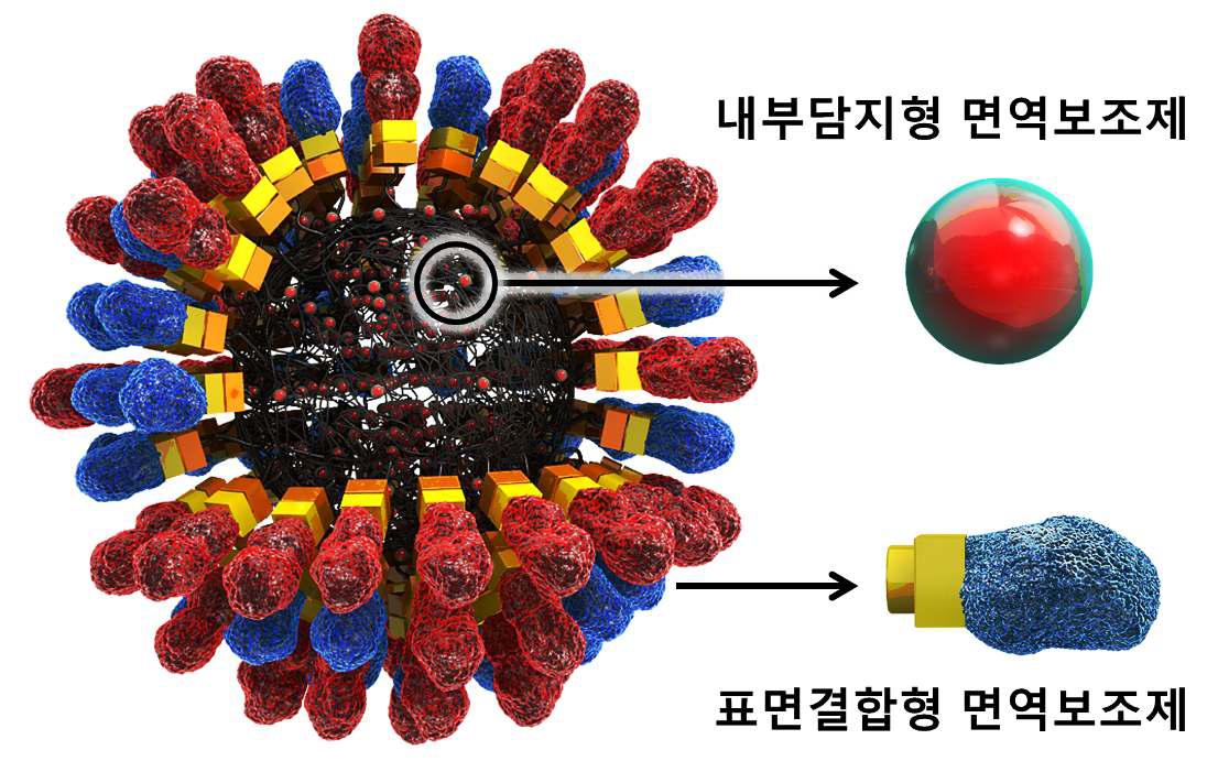 PNB 표면 및 내부의 면역보조제 담지 기술