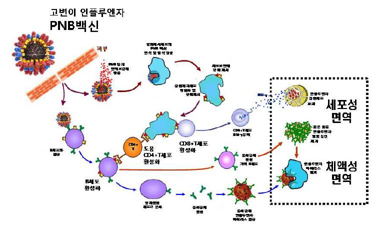 고변인 인플루엔자 능동대응형 PNB백신 작동기작 모델