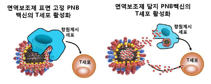 면역보조제를 이용한 PNB백신 효율 증강 기술