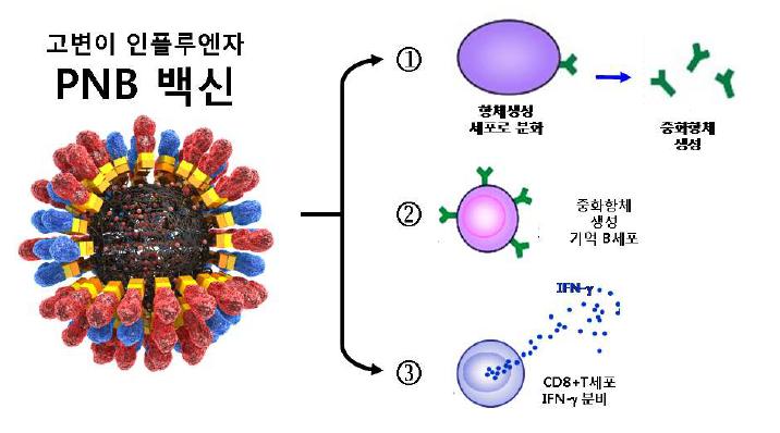 인플루엔자 PNB백신 후보물질 백신효능 모델