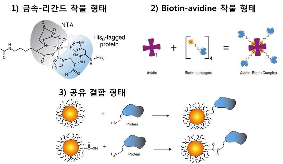 단백질-고분자 결합 형태의 대표적 종류