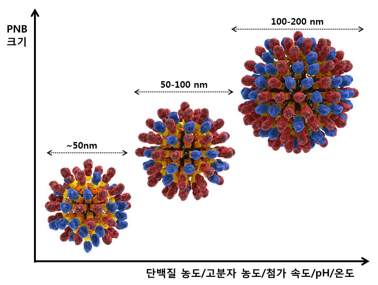 PNB 구조 형성 조건에 따른 PNB 크기 제어