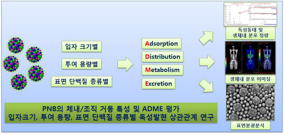 PNB의 체/조직 거동 특성 및 ADME 연구 추진계획도