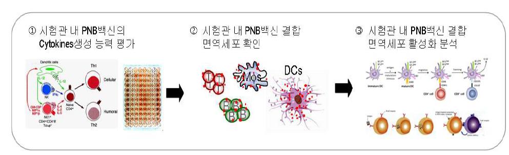 PNB백신의 세포 이용 면역유발 능력 시험 모식도