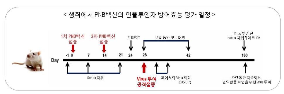 PNB백신의 생쥐에서의 면역유발 능력 시험 모식도