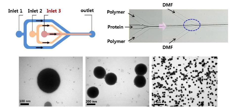 미세유체 제조기술을 이용한 단백질-고분자기반 나노구조체 연속제조 결과