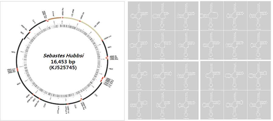 Figure 2. A gene arrangement in the complete mitogenome Sebastes hubbsi