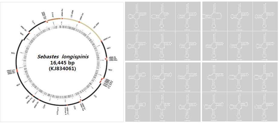 Figure 4. A gene arrangement in the complete mitogenome Sebastes longispinis