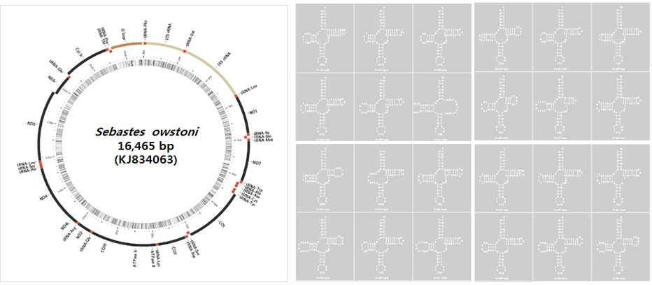 Figure 6. A gene arrangement in the complete mitogenome Sebastes owstoni