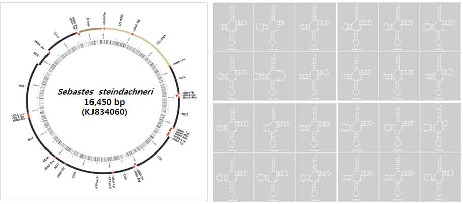 Figure 8. A gene arrangement in the complete mitogenome Sebastes steindachneri