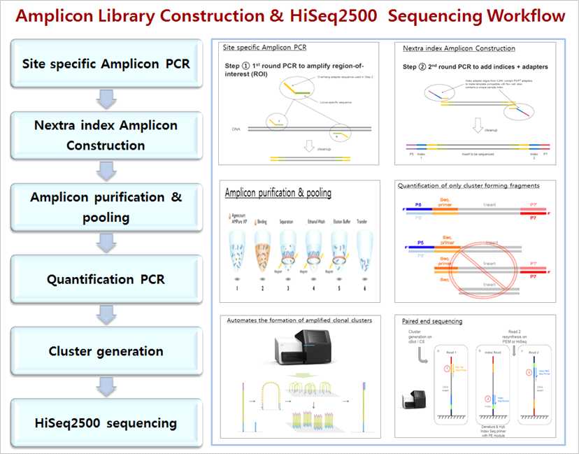 Figure 9. Workflow of amplicon library construction and Hiseq2500 sequencing