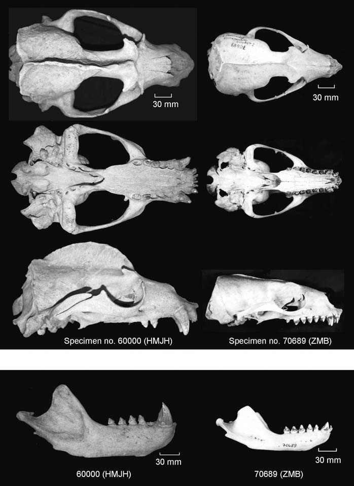 바다사자(Zalophus californianus japonicus)의 뼈 시료