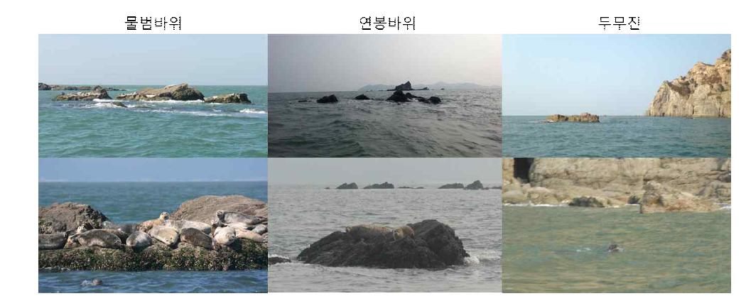 백령도 내 세 서식지의 환경적 특성과 그에 따른 물범의 행동