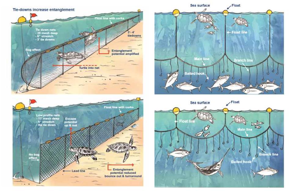 바다거북이 그물에 걸리는 것을 방지하기 위하여 개선된 어구