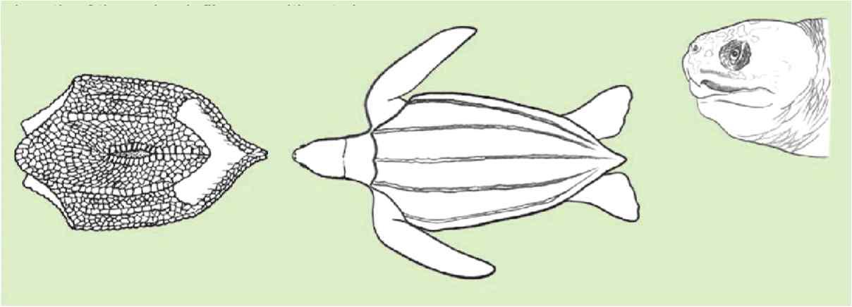 장수거북의 분류학적 특징
