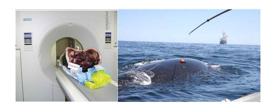 우즈홀 해양 연구소의 고래류 연구우즈홀 해양연구소의 고래류 연구. (좌) CT scan 중인 고래 사체, (우) Suction cup을 이용한 위성추적표지의 부착