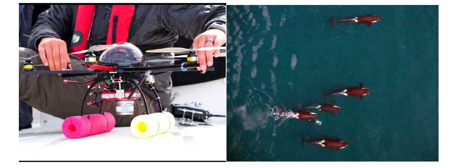 드론(drone)를 이용한 고래류 연구