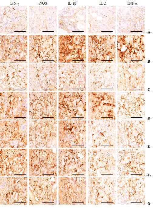 진피 내 IFN-γ,iNOS,IL-1β,IL-2,TNF-α의 변화 분석 이미지