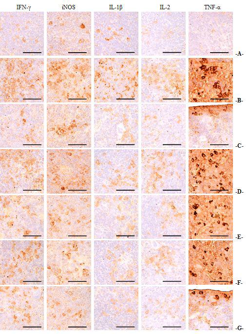 비장조직내 IFN-γ,iNOS,IL-1β,IL-2,TNF-α의 면역조직화학적 분석 이 미지