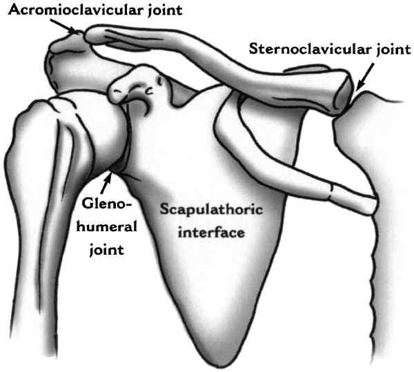 Shoulder Gridle의 구조