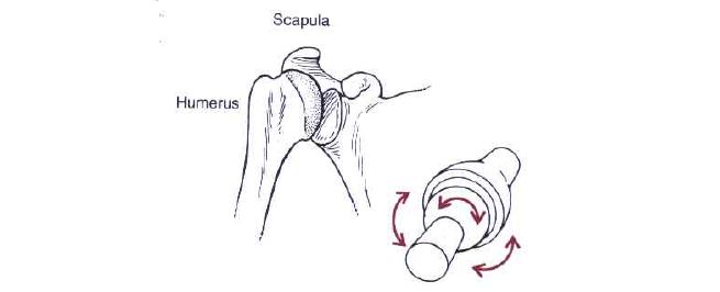 Glenohumeral joint의 Ball and Socket 모델링