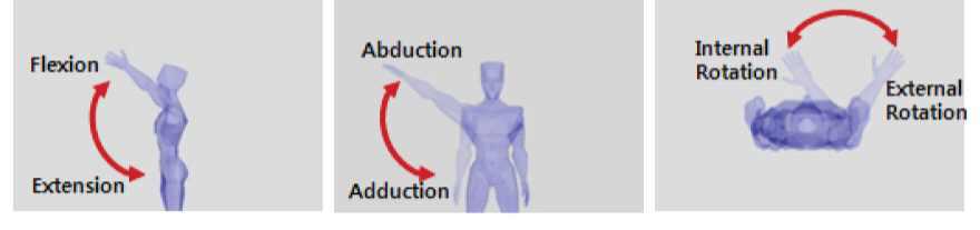 Shoulder joint의 움직임