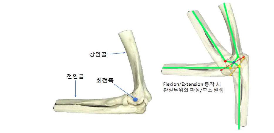 인체 주관절의 구조 및 회전에 의한 관절 부위의 영역 확장