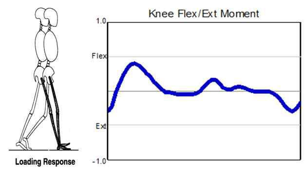 평지 보행 시 무릎 관절 토크 변화[12]