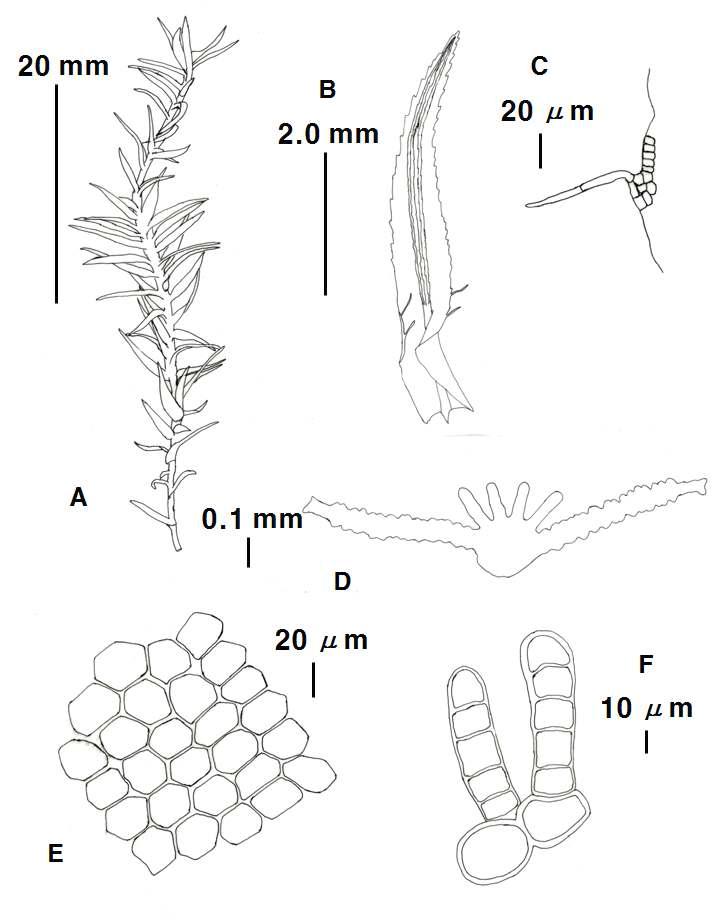 Bartramiopsis Kindb. (Bartramiopsis Kindb.) A. Plant, B. Leaf, C. Cilia on the Leaf base, D. Cross section of leaf, E. Median cells of leaf, F. Lamellae