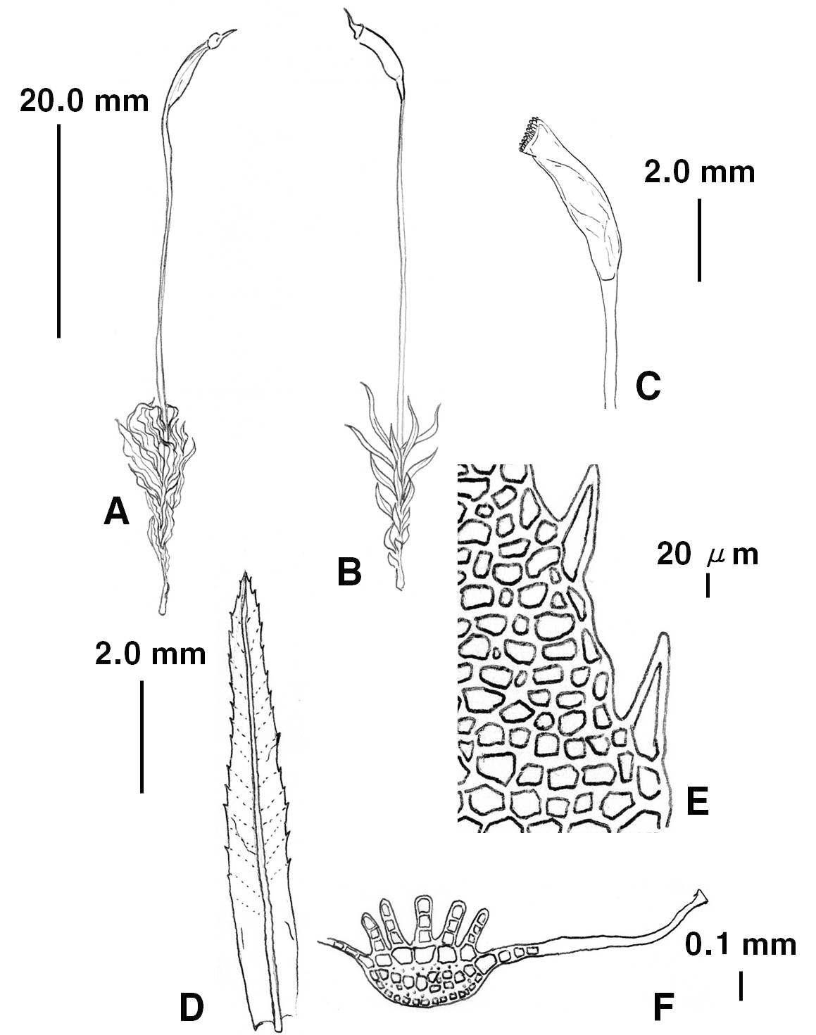 Atrichum P. Beauv. (Atrichum undulatum (Hedw.) P. Beauv). A. Moist plant B. Dry plant, C. Capsule, D. Leaf, E. Marginal cells of leaf, F. Cross section of leaf.
