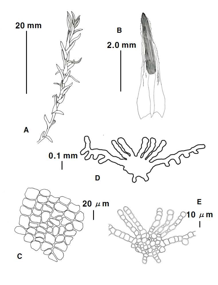 Oligotrichum DC. (Oligotrichum aligerum Mitt.) G.L. Sm) A. Plant, B. Leaf, C. Median cells of leaf, D. Cross section of leaf, E. Lamellae