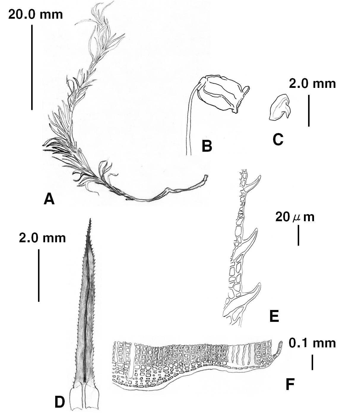 Polytrichum Hedw. (Polytrichum commune Hedw.), A. Plant, B. Capsule, C. Operculum, D. Leaf, E. Marginal cells of leaf, F. Cross section of leaf