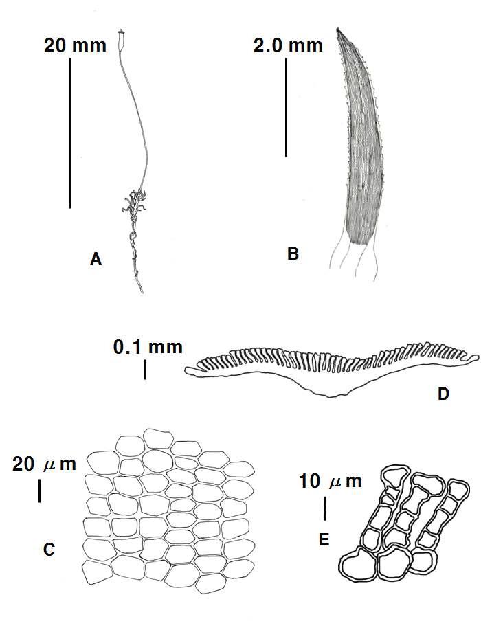 Pogonatum P. Beauv. (Pogonatum neesii (Müll. Hal.) Doay.) A. Plant, B. Leaf, C. Median cells of leaf, D. Cross section of leaf, E. Lamellae