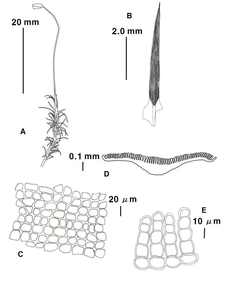 Polytrichastrum G.L. Sm. (Polytrichastrum alpinum (Hedw.) G.L. Sm) A. Plant, B. Leaf, C. Median cells of leaf, D. Cross section of leaf, E. Lamellae