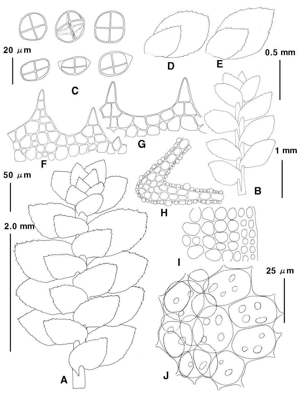 Scapania (Dumort) Dumort. (Scapania sphaerifera H. Buch). A. plant (dorsal view); B. plant (ventral view); C. gemmae; D-E. leaves; F-G. apex of leaves; H. cross section of keel; I parf of cross section of stem; J. oil-bodies and cuticle in the midleaf. Scale bars: 2.0 ㎜ for A; 1.0 ㎜ for B; 0.5 ㎜ for D-E; 20 ㎛ for C, F-G, I; 50 ㎛ for H; 25 ㎛ for J.