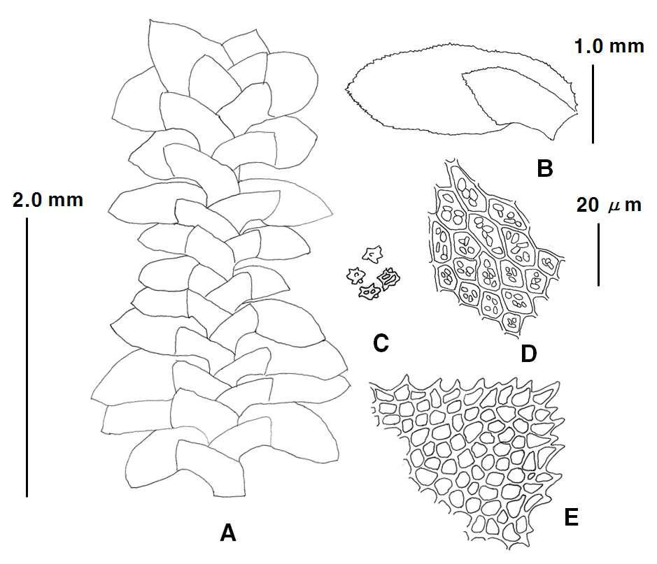 Diplophyllum (Dumort) Dumort. (Diplophyllum serrulatum (Mull. Frib.) Steph.). A. plant (dorsal view); B. leaf; C. gemmae; D. oil-bodies in midleaf; apical cells of dorsal lobe. Scale bars: 2.0 ㎜ for A; 1.0 ㎜ for B; 20 ㎛ for C-E.