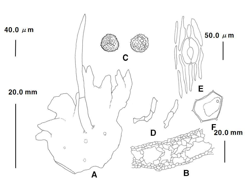 Anthoceros L. (Anthoceros punctatus L.). A. plant; B. cross-section of thallus; C. spores; D. elaters; E. stomata; F. epidermal cells of thallus(dorsal). Scale bars: 20.0 ㎜(left) for A; 20.0 ㎜(right) for B; 40.0 ㎛ for C, D; 50.0 ㎛ for E-F.